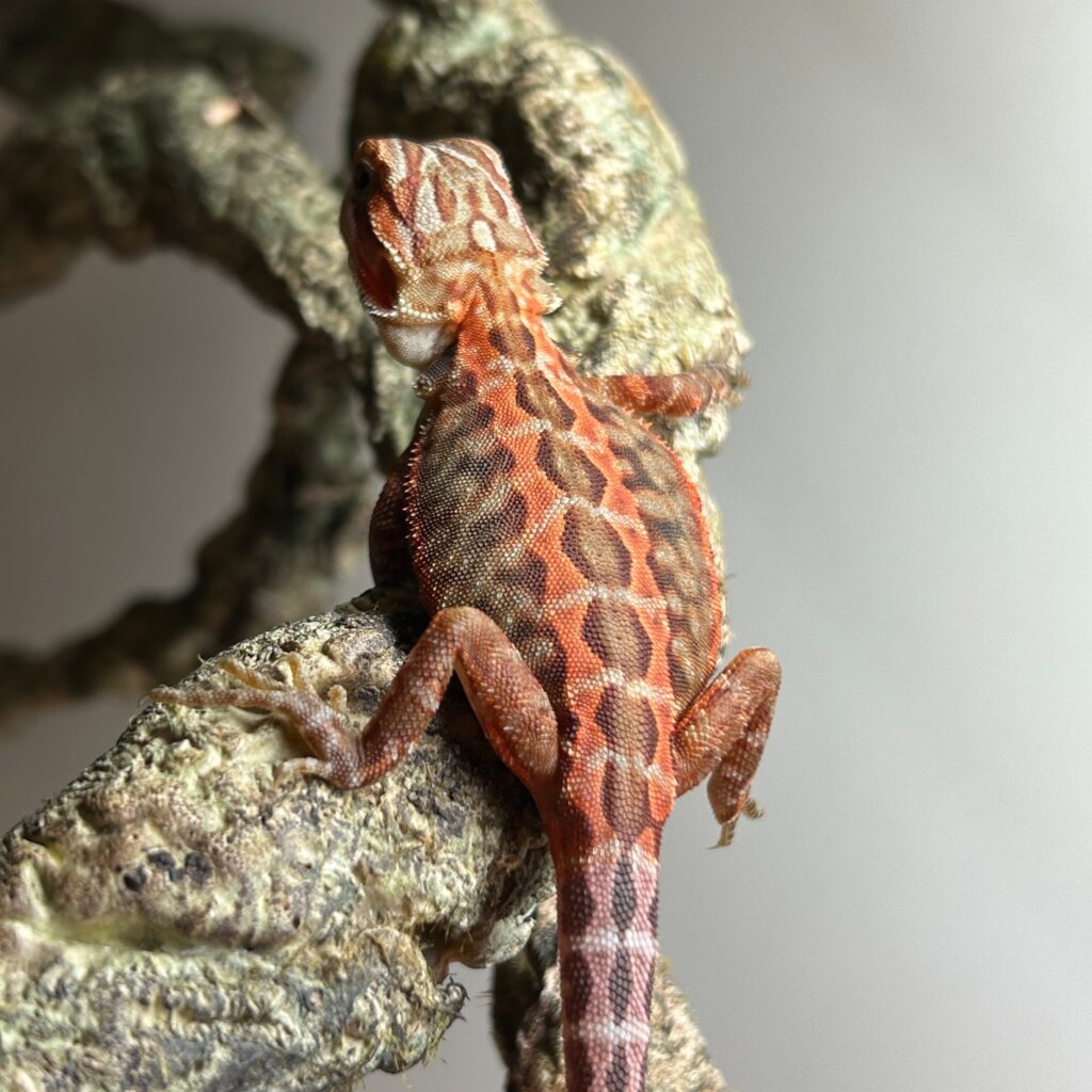 Leatherback Orange Tiger Bearded Dragon