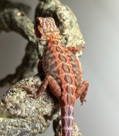 Leatherback Orange Tiger Bearded Dragon