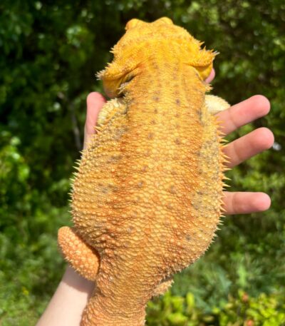Translucent Citrus Bearded Dragon Male