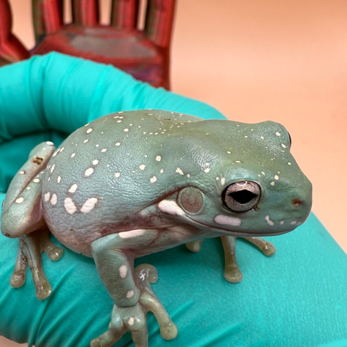 CBB Blue Phase Snowflake Whites Tree Frog - Image 2