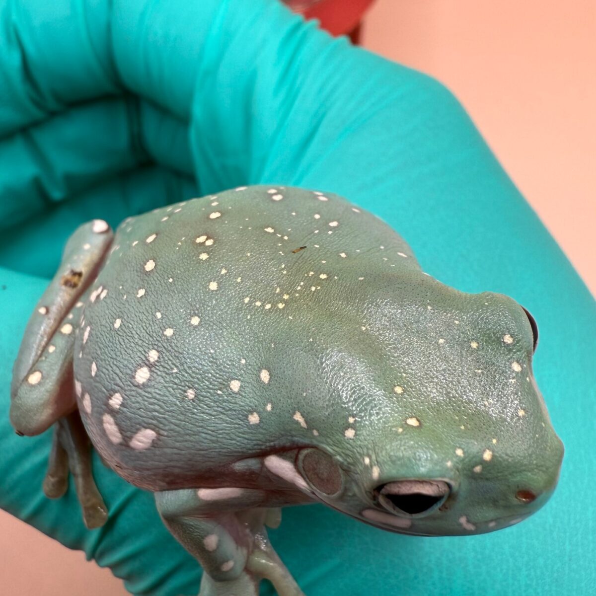 Blue Phase Snowflake Whites Tree Frog