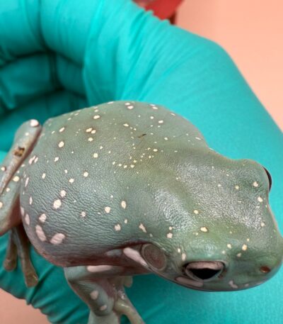 Blue Phase Snowflake Whites Tree Frog