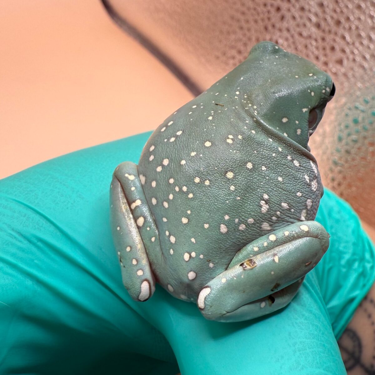 CBB Blue Phase Snowflake Whites Tree Frog - Image 3