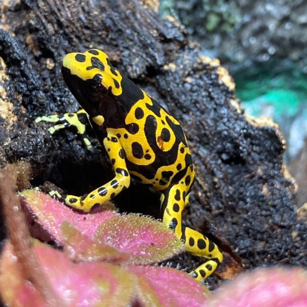 Fine Spot Leucomelas