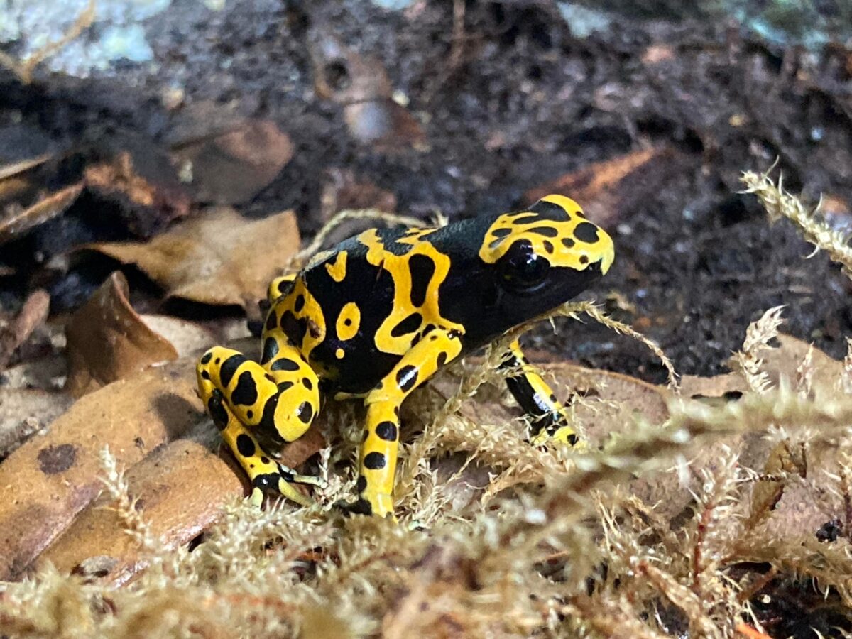 Fine Spot Leucomelas