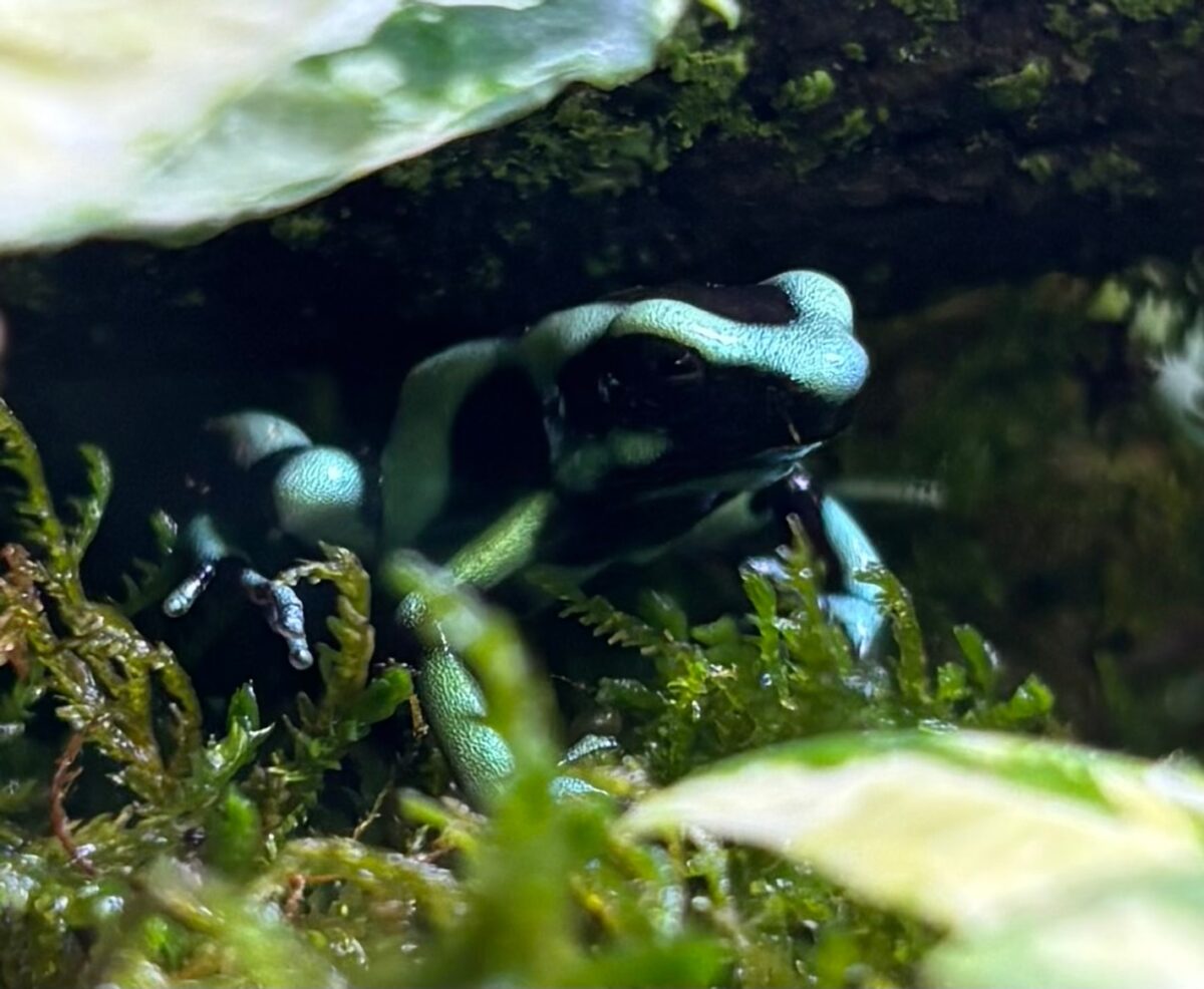Costa Rican Green And Black Dart Frogs