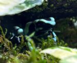Costa Rican Green And Black Dart Frogs