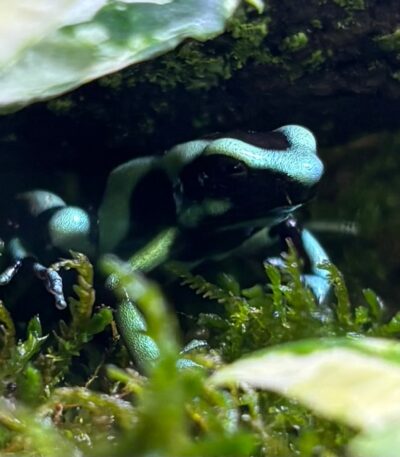 Costa Rican Green And Black Dart Frogs