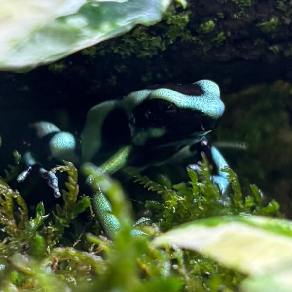 Costa Rican Green And Black Dart Frogs