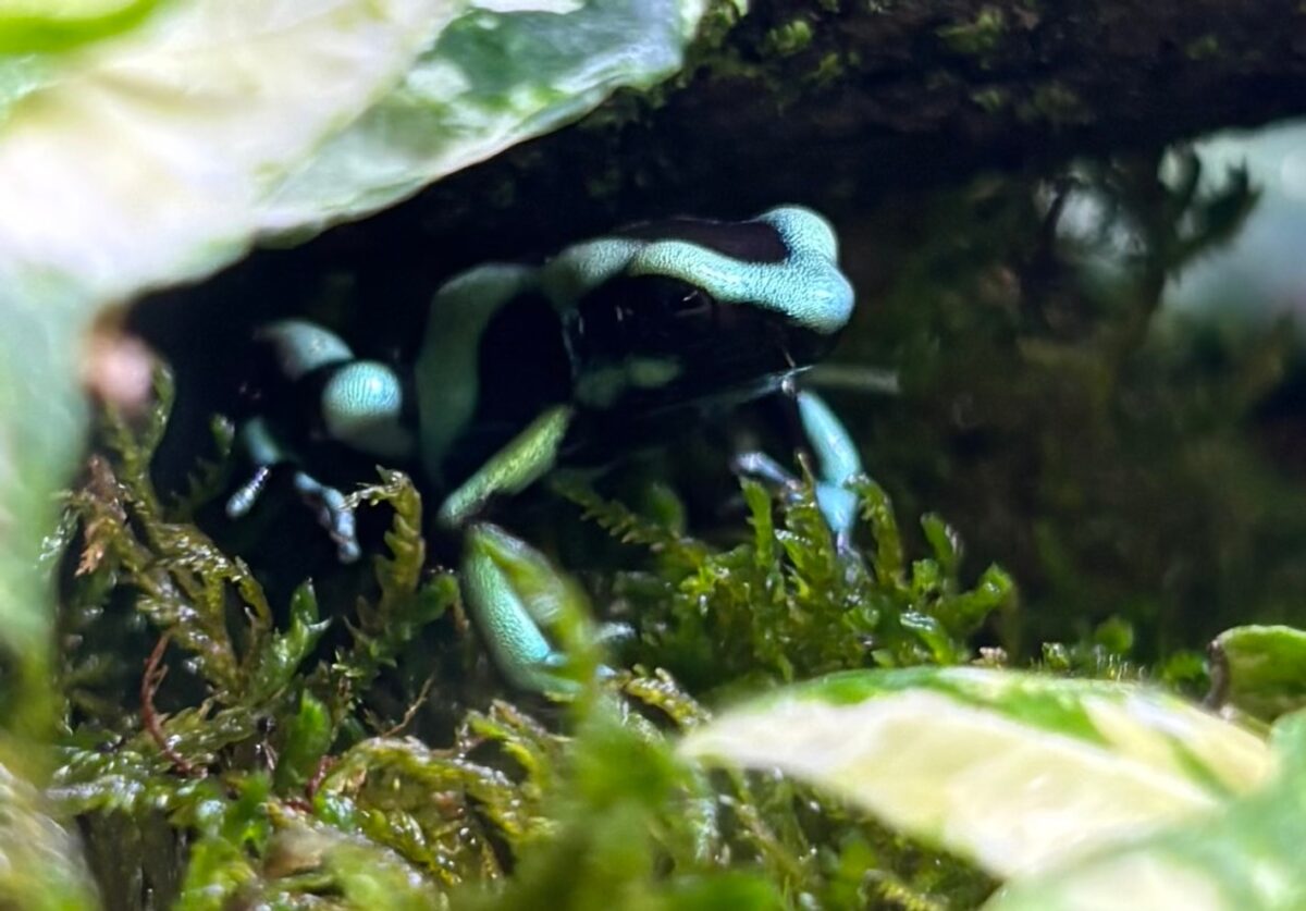 Costa Rican Green And Black Dart Frogs