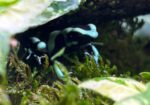 Costa Rican Green And Black Dart Frogs