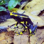 Dendrobates Tinctorius Alanis