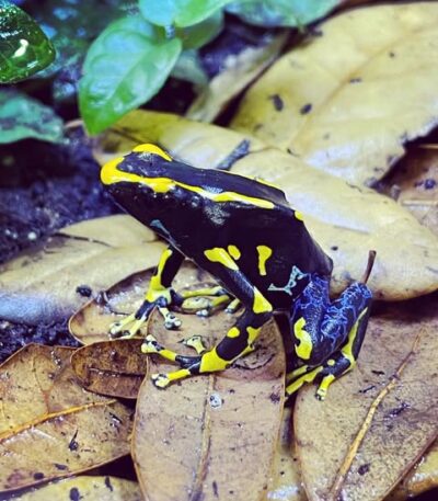 Dendrobates Tinctorius Alanis