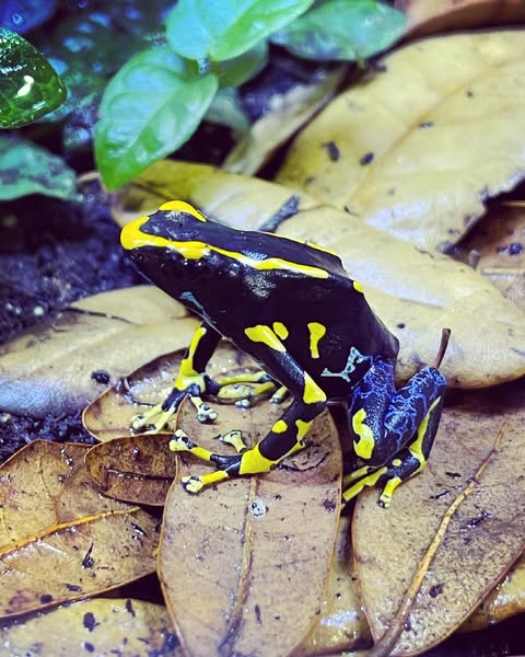 Dendrobates Tinctorius Alanis