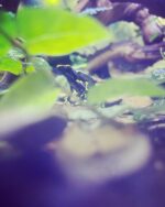 Dendrobates Tinctorius Alanis Dart Frog - Image 3