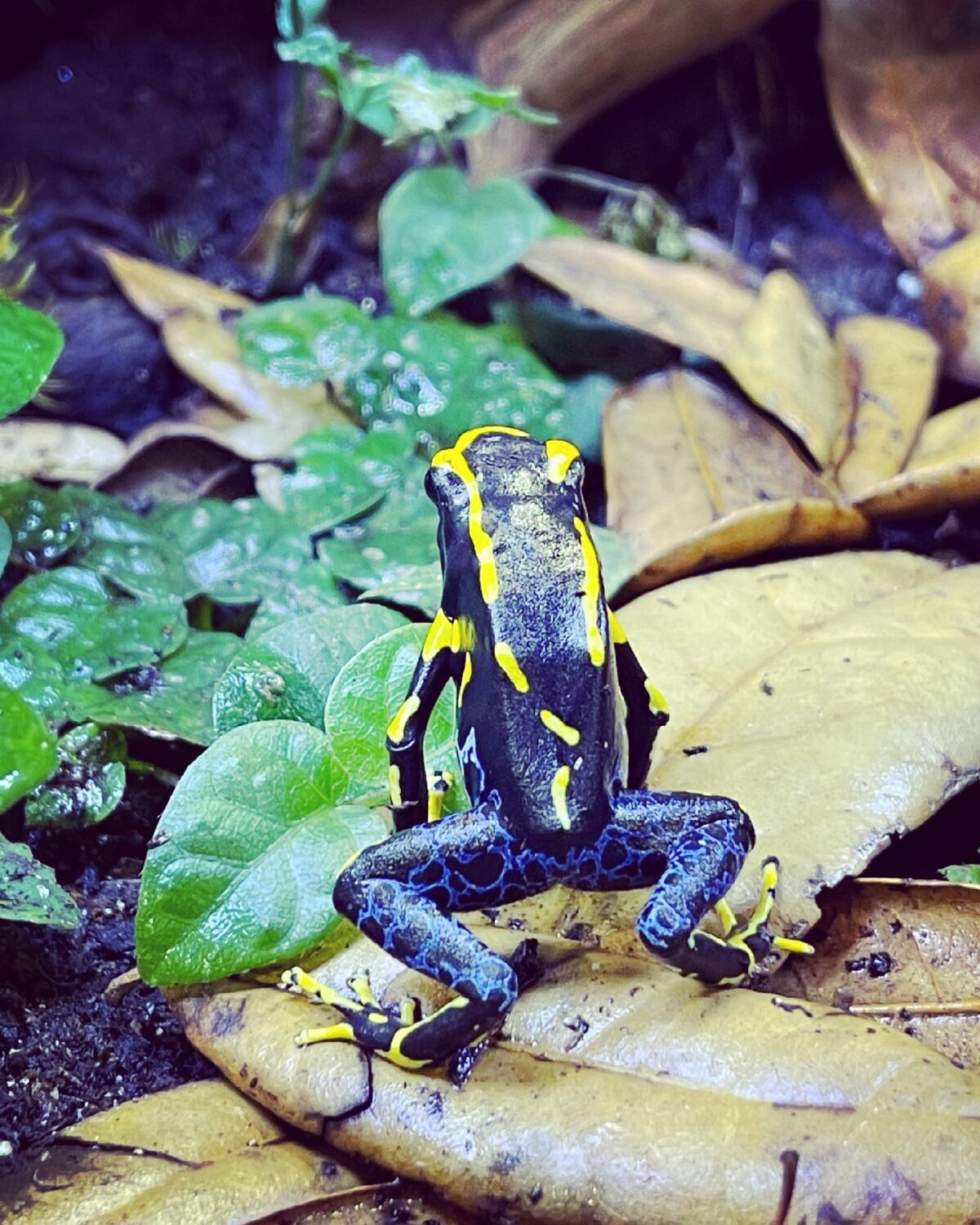 Dendrobates Tinctorius Alanis Dart Frog - Image 2