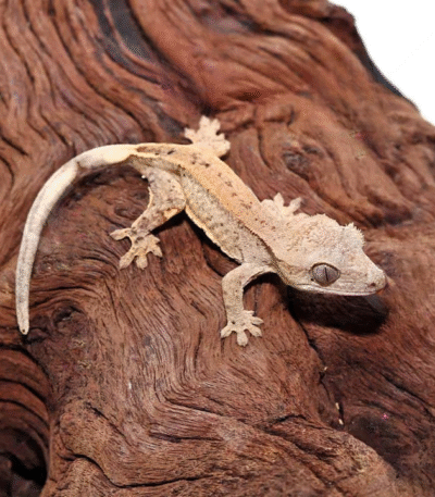 Baby Dalmatian Crested Gecko