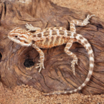 Baby Inferno Bearded Dragon(Pogona vitticeps ) - Image 3
