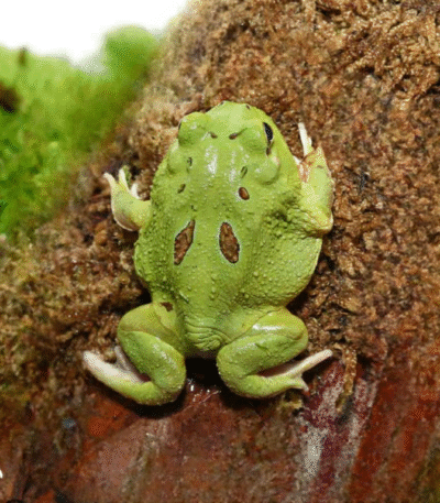 Matcha PacMan Frog (Ceratophrys cranwelli)