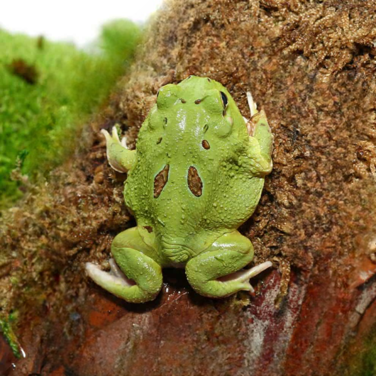 Matcha PacMan Frog (Ceratophrys cranwelli)
