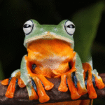 Black Webbed Flying Frog - (Rhacophorus rheinwardti) - Image 2