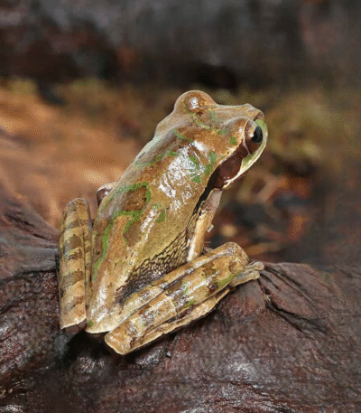 Juvenile Masked Tree Frog