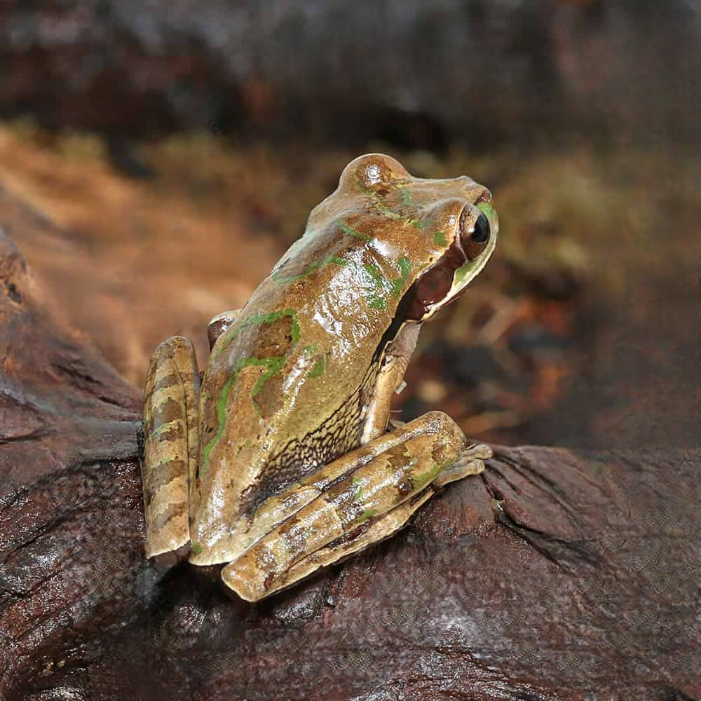 Juvenile Masked Tree Frog