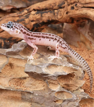Baby Super Snow Leopard Gecko
