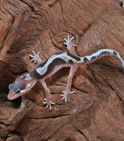 Baby Mack Snow Leopard Gecko