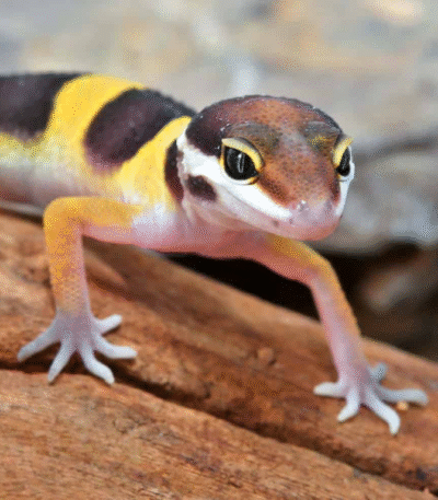 Baby Normal Leopard Gecko