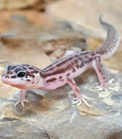 Baby Striped Snow Leopard Gecko