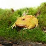 Pikachu PacMan Frog (Ceratophrys cranwelli)