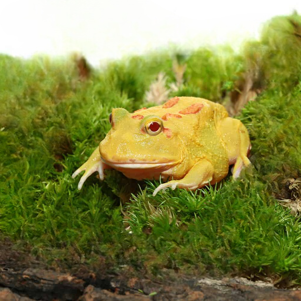 Pikachu PacMan Frog (Ceratophrys cranwelli)