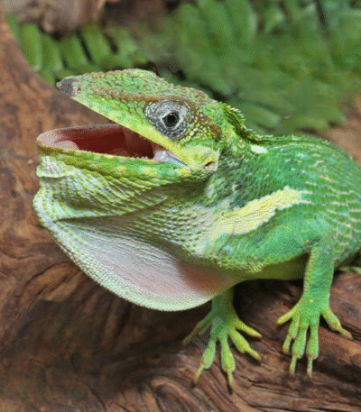 Cuban Knight Anole