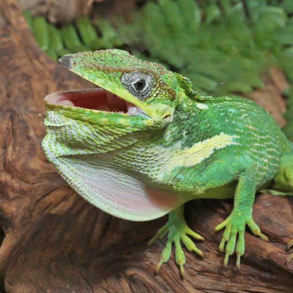 Cuban Knight Anole