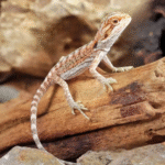 Hypo Inferno Bearded Dragon(Pogona vitticeps) - Image 2