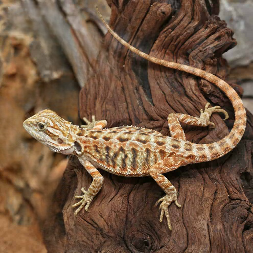 3-89 Inferno Leatherback Bearded Dragon - Image 2