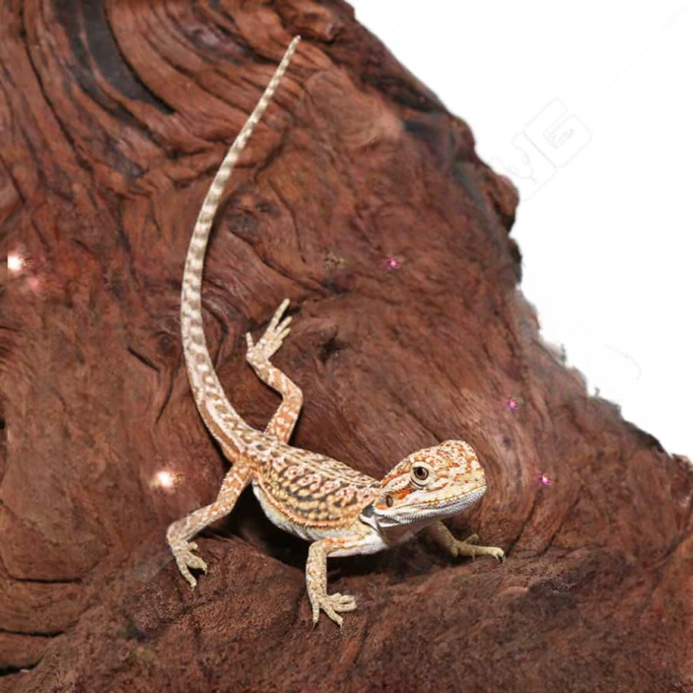 3-90-768x768 Citrus Dunner Leatherback Bearded Dragon(Pogona vitticeps) - Image 2