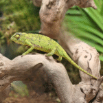 Senegal Chameleon - Captive-bred - Image 2