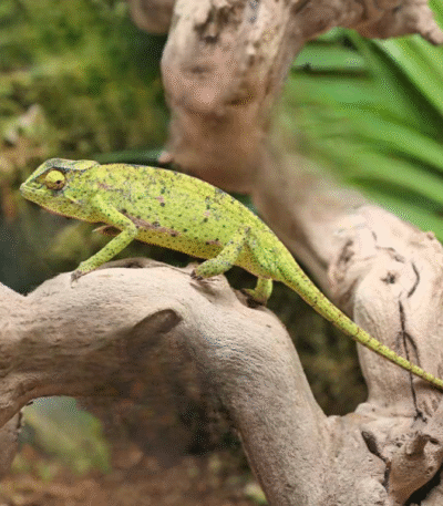 Senegal Chameleon