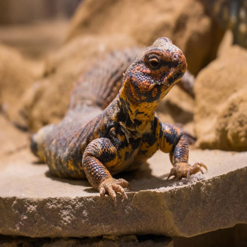 Uromastyx for Sale