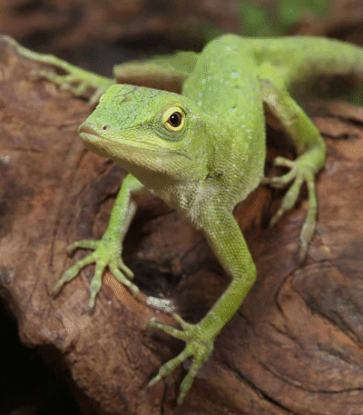 Neotropical Green Anole