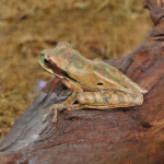 Juvenile Masked Tree Frog - (Smilisca phaeota) - Image 2