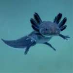 Melanoid axolotl - Image 2