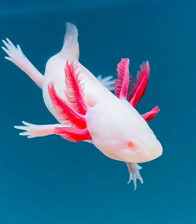 Albino Axolotl