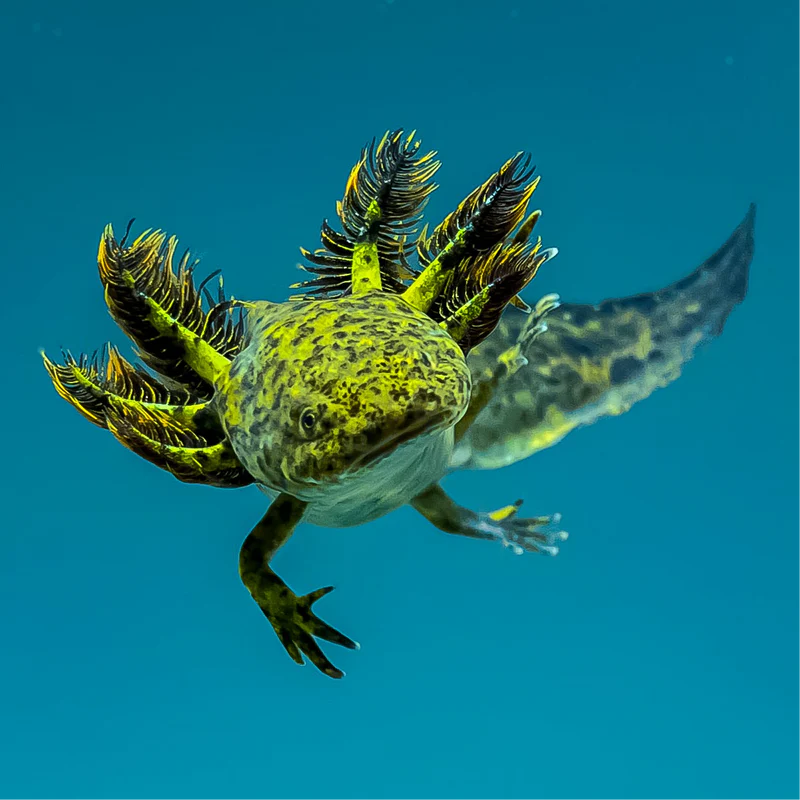 968AA594-569F-4C85-BF7C-B05744D40CAF Wild Type Axolotl - Image 2