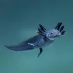 Melanoid axolotl - Image 3
