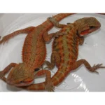 Premium Red Bearded Dragon Baby (Pogona vitticeps) - Image 2