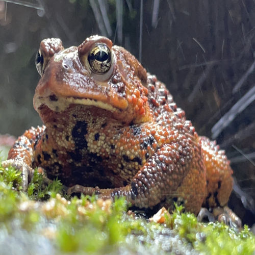 Toads for Sale