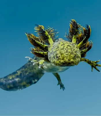 Wild Type Axolotl